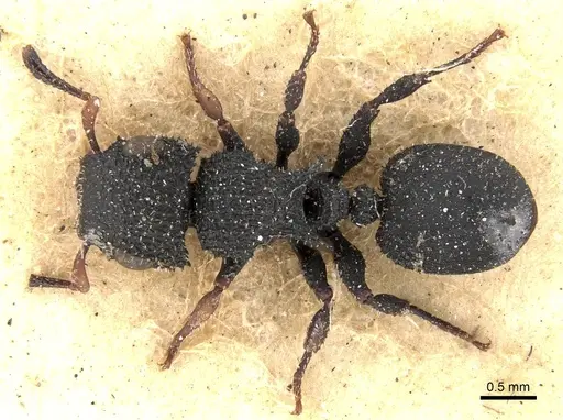 Cataulacus setosus specimen CASENT0280800 image casent0280800_1