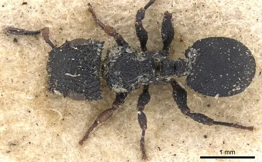 Cataulacus setosus specimen CASENT0901455 image casent0901455_1