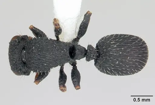 Cataulacus striativentris specimen CASENT0178290 image casent0178290_1