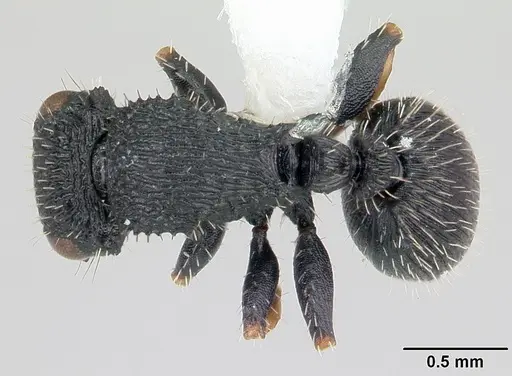 Cataulacus striativentris specimen CASENT0178291 image casent0178291_1