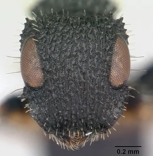 Cataulacus striativentris specimen CASENT0178291 image casent0178291_2