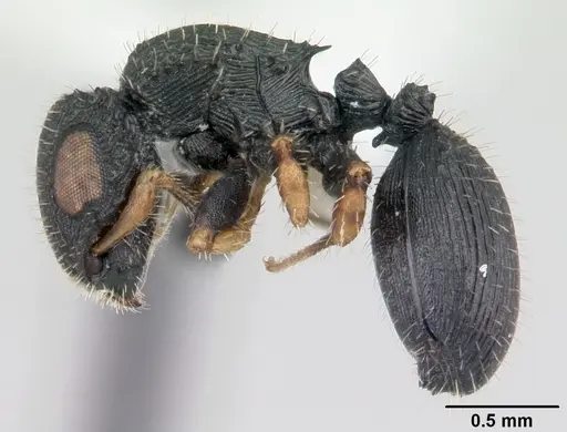 Cataulacus striativentris specimen CASENT0178291 image casent0178291_3