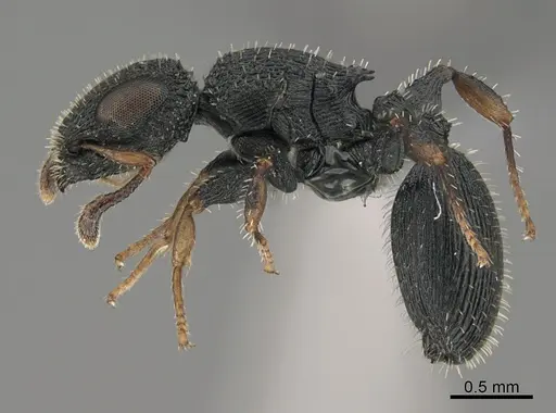 Cataulacus striativentris specimen CASENT0362985 image casent0362985_1