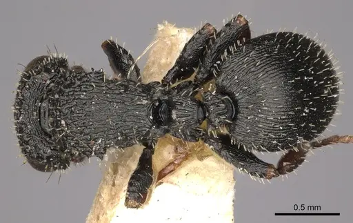 Cataulacus striativentris specimen CASENT0900265 image casent0900265_1