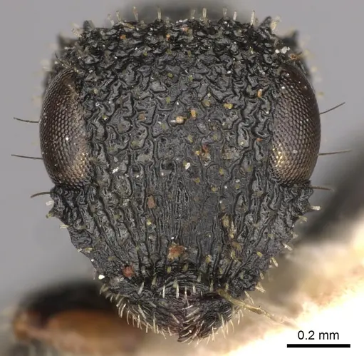 Cataulacus striativentris specimen CASENT0900265 image casent0900265_2