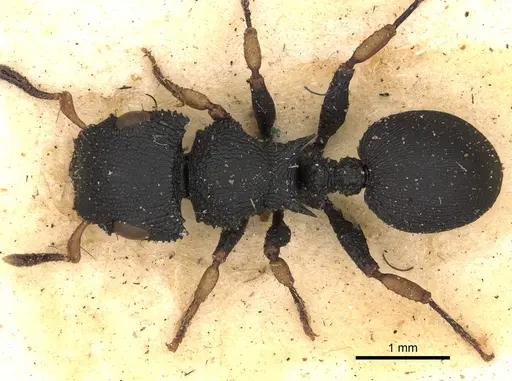 Cataulacus taprobanae specimen CASENT0900254 image casent0900254_1