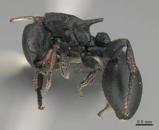 Cataulacus tardus specimen CASENT0170303 image casent0170303_1