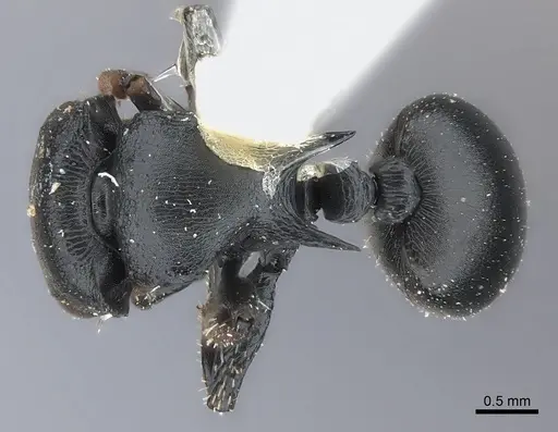 Cataulacus tardus specimen CASENT0217832 image casent0217832_1