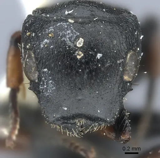 Cataulacus tardus specimen CASENT0217832 image casent0217832_2