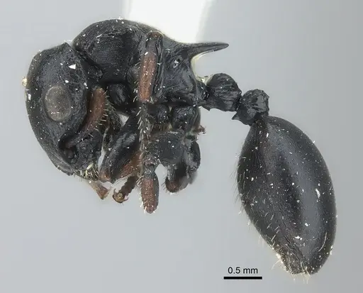 Cataulacus tardus specimen CASENT0217832 image casent0217832_3