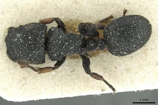 Cataulacus tardus specimen CASENT0912568 image casent0912568_1