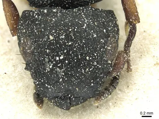 Cataulacus tardus specimen CASENT0912568 image casent0912568_2