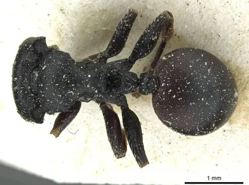 Cataulacus tardus specimen CASENT0912569 image casent0912569_1