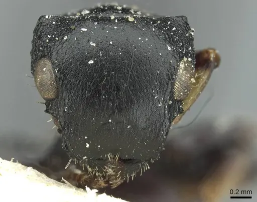 Cataulacus tardus specimen CASENT0912569 image casent0912569_2