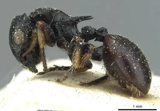 Cataulacus tardus specimen CASENT0912569 image casent0912569_3