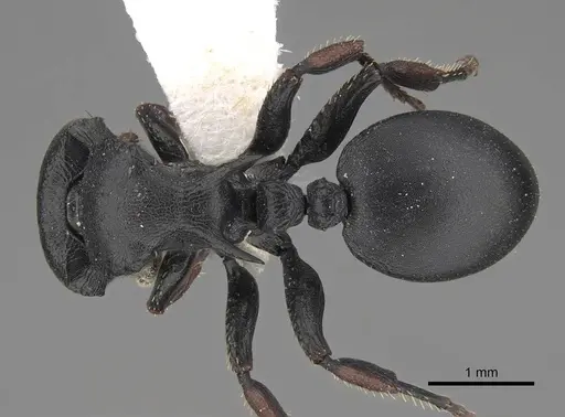 Cataulacus tardus specimen CASENT0922507 image casent0922507_1