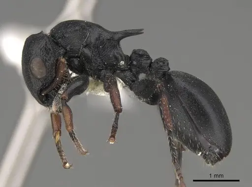 Cataulacus tardus specimen CASENT0922507 image casent0922507_3
