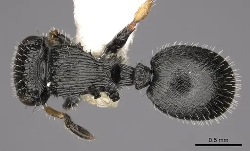 Cataulacus taylori specimen CASENT0900263 image casent0900263_1