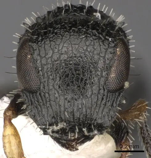Cataulacus taylori specimen CASENT0900263 image casent0900263_2