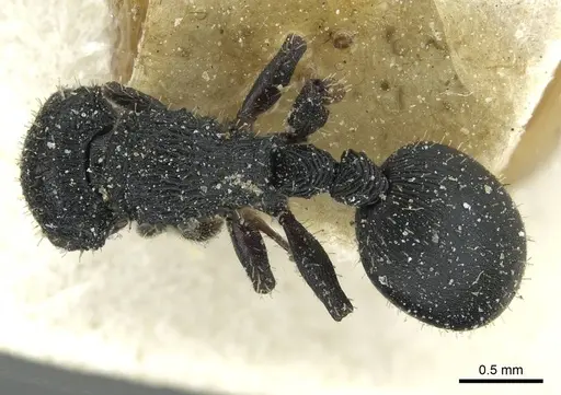 Cataulacus tenuis specimen CASENT0912570 image casent0912570_1