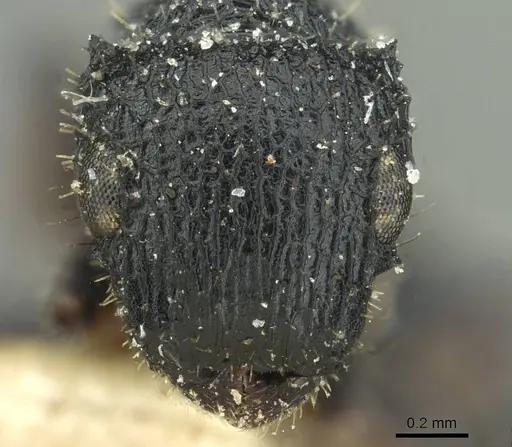Cataulacus tenuis specimen CASENT0912570 image casent0912570_2