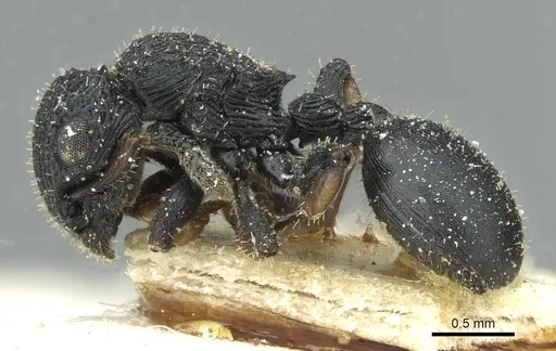 Cataulacus tenuis specimen CASENT0912570 image casent0912570_3