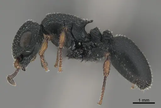 Cataulacus traegaordhi specimen CASENT0068381 image casent0068381_1