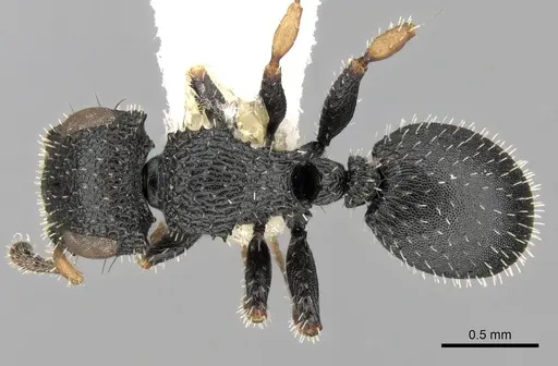 Cataulacus traegaordhi specimen CASENT0280809 image casent0280809_1