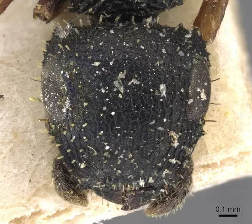 Cataulacus traegaordhi specimen CASENT0909227 image casent0909227_2