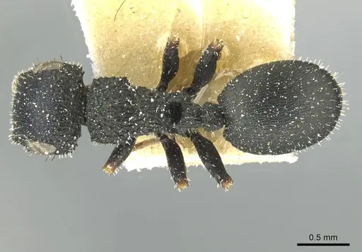 Cataulacus traegaordhi specimen CASENT0912571 image casent0912571_1