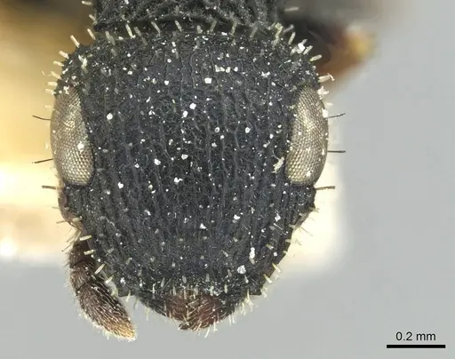 Cataulacus traegaordhi specimen CASENT0912571 image casent0912571_2