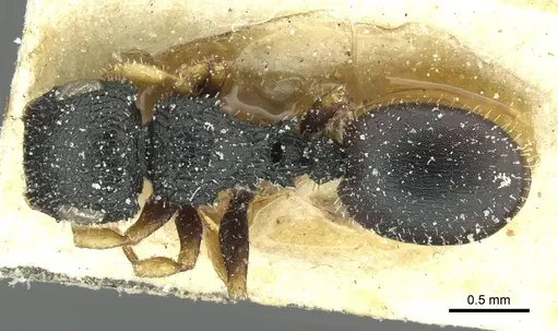 Cataulacus traegaordhi specimen CASENT0912572 image casent0912572_1