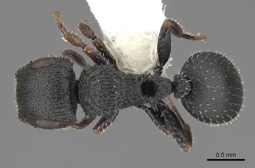 Cataulacus traegaordhi specimen CASENT0922508 image casent0922508_1