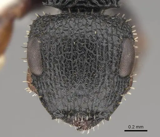 Cataulacus traegaordhi specimen CASENT0922508 image casent0922508_2