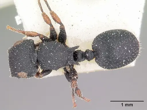 Cataulacus voeltzkowi specimen CASENT0101242 image casent0101242_1