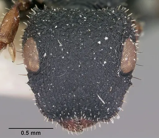 Cataulacus voeltzkowi specimen CASENT0101242 image casent0101242_2