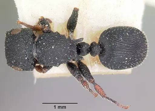 Cataulacus voeltzkowi specimen CASENT0101243 image casent0101243_1