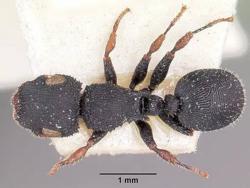 Cataulacus voeltzkowi specimen CASENT0101252 image casent0101252_1