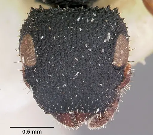 Cataulacus voeltzkowi specimen CASENT0101252 image casent0101252_2