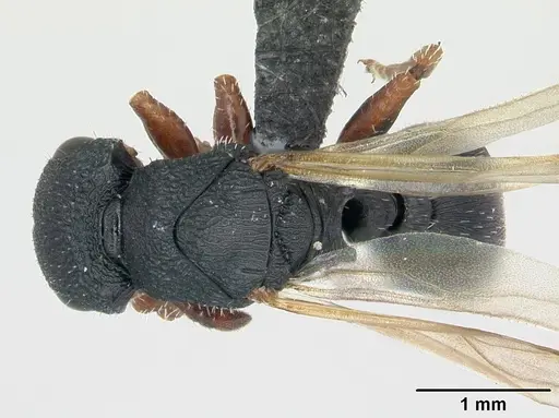 Cataulacus voeltzkowi specimen CASENT0134343 image casent0134343_1