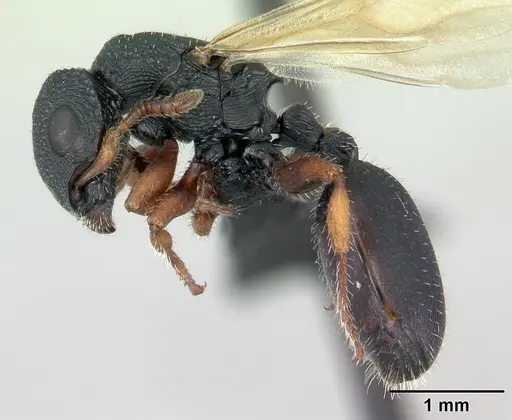Cataulacus voeltzkowi specimen CASENT0134343 image casent0134343_3