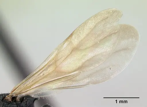 Cataulacus voeltzkowi specimen CASENT0134343 image casent0134343_4