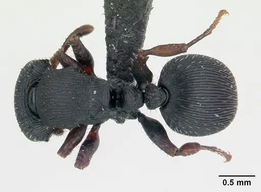 Cataulacus voeltzkowi specimen CASENT0134349 image casent0134349_1