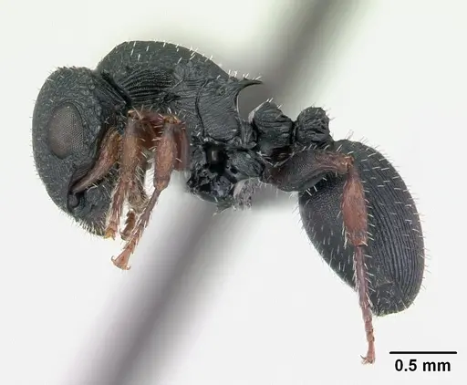 Cataulacus voeltzkowi specimen CASENT0134349 image casent0134349_3