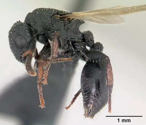 Cataulacus voeltzkowi specimen CASENT0146720 image casent0146720_3