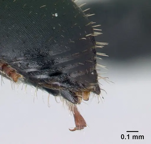 Cataulacus voeltzkowi specimen CASENT0146720 image casent0146720_4
