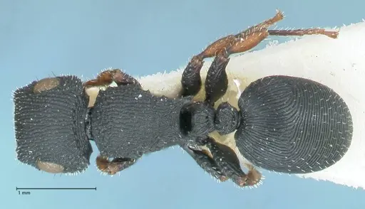 Cataulacus voeltzkowi specimen FOCOL2126 image focol2126_1