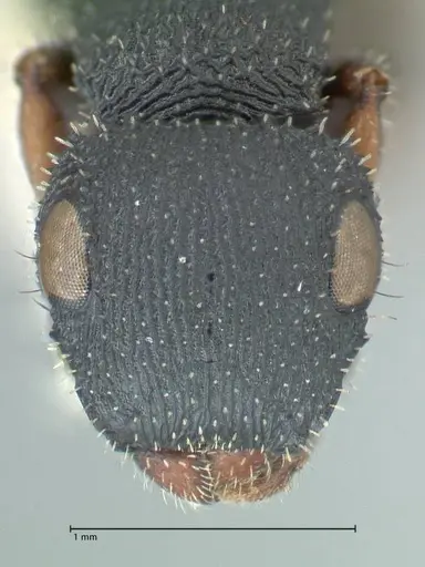 Cataulacus voeltzkowi specimen FOCOL2126 image focol2126_2