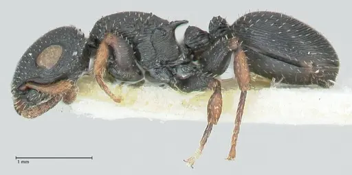 Cataulacus voeltzkowi specimen FOCOL2126 image focol2126_3