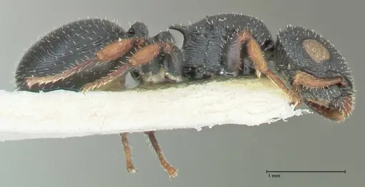 Cataulacus voeltzkowi specimen FOCOL2126 image focol2126_4